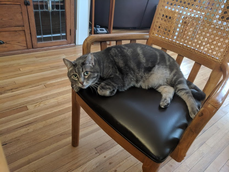 Illustration for article titled The story of the worst week of my life (warning: long personal post, picture of cat is total clickbait)